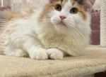 Tilda - Maine Coon Cat For Sale - Miami, FL, US