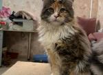 Tera - Maine Coon Cat For Sale - Miami, FL, US