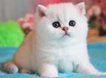 Umka - British Shorthair Cat For Sale - Miami, FL, US