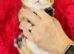 Oscar - Scottish Fold Cat For Sale - Shallotte, NC, US