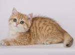 Solomiya British - British Shorthair Cat For Sale - Hollywood, FL, US