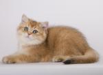 Skerik - British Shorthair Cat For Sale - Hollywood, FL, US