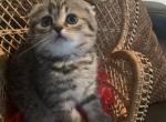 Mariana - Scottish Fold Cat For Sale - Philadelphia, PA, US