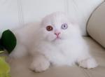 Martin - Scottish Fold Cat For Sale - Hollywood, FL, US