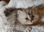 Playful CFA Registered Persian Kitten - Persian Cat For Sale - Perry, FL, US