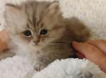 Sweet CFA Registered Persian Kitten - Persian Cat For Sale - Perry, FL, US