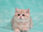 Helen - British Shorthair Cat For Sale - NY, US