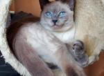 Leo - Balinese Cat For Sale - Brooklyn, NY, US