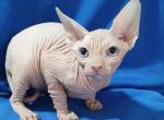 Assor - Sphynx Cat For Sale - Norwalk, CT, US