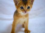 No name yet - Abyssinian Cat For Sale - Nashville, TN, US