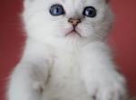 Simba - British Shorthair Cat For Sale - Nashville, TN, US