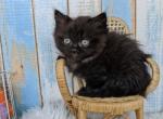 Noah - Munchkin Cat For Sale - MO, US