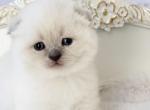 Grygory - Scottish Fold Cat For Sale - Charlottesville, VA, US