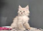 Lucky Luke - Maine Coon Cat For Sale - Hollywood, FL, US