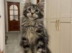 Elisa - Maine Coon Cat For Sale - Hollywood, FL, US