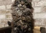 Nika polydact - Maine Coon Cat For Sale - Hollywood, FL, US