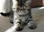 Zosia - Exotic Cat For Sale - Hollywood, FL, US