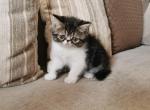 Zefir - Exotic Cat For Sale - Hollywood, FL, US