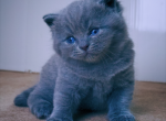 Closha - British Shorthair Cat For Sale - Nashville, TN, US