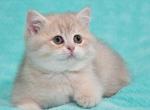 Hloe - British Shorthair Cat For Sale - NY, US