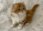 Cyrious Courtney Cutie - Scottish Straight Cat For Sale - Santa Cruz, CA, US