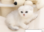 Missy - Scottish Fold Cat For Sale - Nashville, TN, US