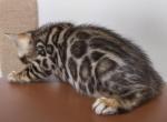 Troshik - Bengal Cat For Sale - Norwalk, CT, US