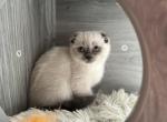 Pointy - Scottish Fold Cat For Sale - Huntington, NY, US