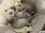 Dina Siamese kittens - Siamese Cat For Sale - 