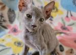 Sage - Ukrainian Levkoy Cat For Sale - Boston, MA, US