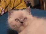 MariposaMishka's Babies - Himalayan Cat For Sale - NJ, US