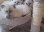 Himmie Scott'S - Himalayan Cat For Sale - NJ, US