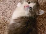 Billy - Norwegian Forest Cat For Sale - WI, US