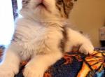 Sparkles - Norwegian Forest Cat For Sale - WI, US