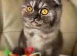 Scottish Fold - Scottish Fold Cat For Sale - Orlando, FL, US