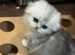 Matches - Scottish Fold Cat For Sale - Houston, TX, US