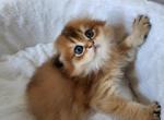 Prince - Scottish Fold Cat For Sale - New York, NY, US