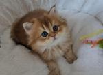 Honey - Scottish Straight Cat For Sale - New York, NY, US