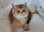 Lady - Scottish Fold Cat For Sale - New York, NY, US