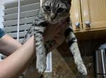 JJ - Savannah Cat For Sale - Fontana, CA, US