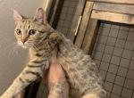 Cindy - Savannah Cat For Sale - Fontana, CA, US