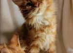 Classic Red Tabby - Maine Coon Cat For Sale - Waukesha, WI, US