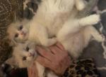 No name - Ragdoll Cat For Sale - Niles, OH, US