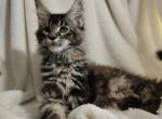 Ping - Maine Coon Cat For Sale - Waukesha, WI, US