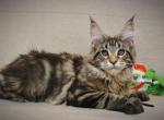 Kelvin - Maine Coon Cat For Sale - Norwalk, CT, US