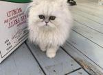 Girl 1 - Persian Cat For Sale - Williamsburg, VA, US