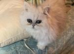 Girl 2 - Persian Cat For Sale - Williamsburg, VA, US