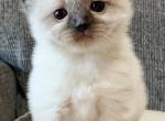 June - Ragdoll Cat For Sale - Elizabeth, NJ, US