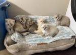 Hyland Lynx Kittens - Highlander Cat For Sale - Irvine, CA, US