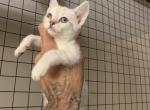 Gwen - Savannah Cat For Sale - Fontana, CA, US